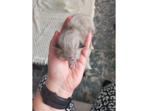 Safkan chinchilla yavrularımız sahiplendirilecektir