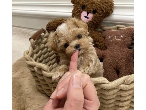 Maltipoo kore ufak surat yapısı en küçük boy yavrular