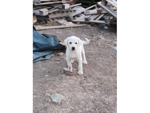 Akbaş köpeğimiz sahiplendirilecek