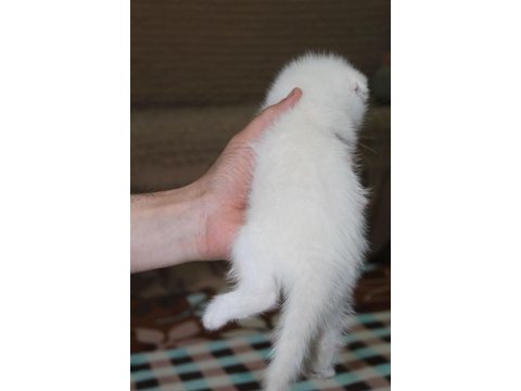Rezerveye hazır güzel scottish fold yavrularım