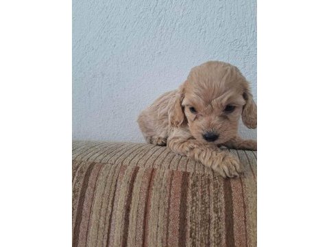 Cockapoo 2 aylık yavrular yeni yuvalarını arıyor