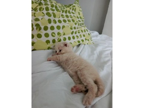 Her cins kedi bulunur
