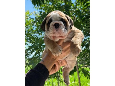 Üst düzey ingiliz bulldog yavrular