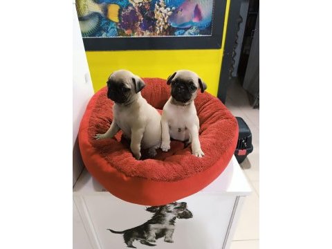 A kalite pug mobs yavrular