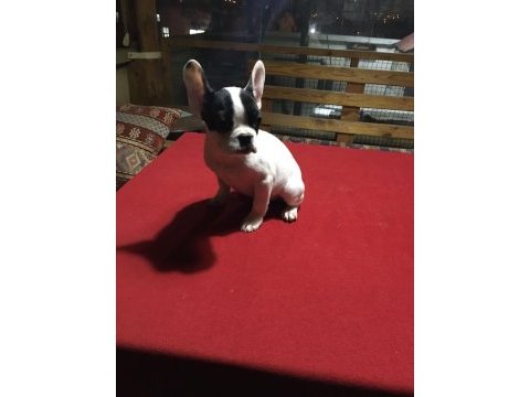 Üç aylık french bulldog yavrularımız