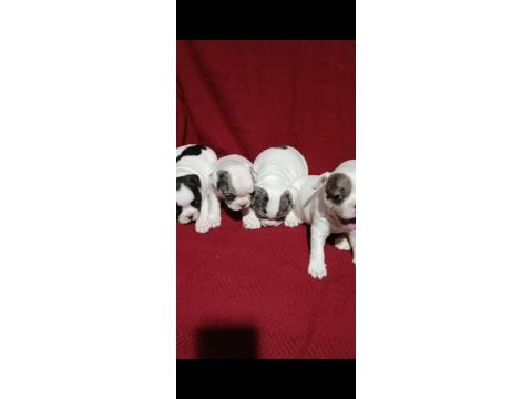 Fransız bulldog yavrular izmir