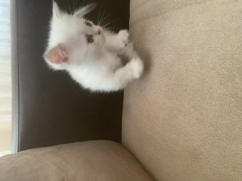 Cüce kedimiz munchkin