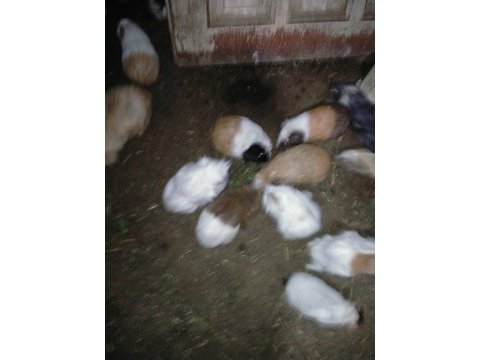 Büyük ve yavru guinea pig