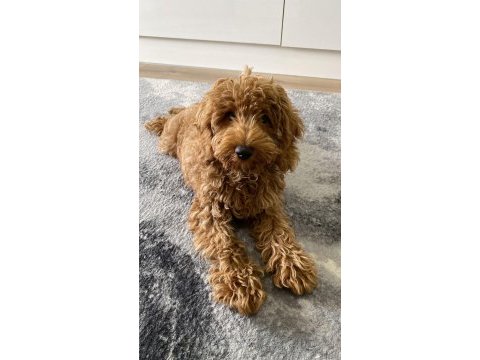 Muhteşem tüy yapısı ile çipli toy poodle