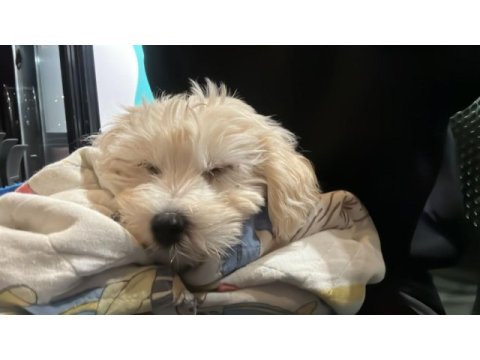 Oğlumuza iyi bir yuva arıyoruz maltipoo
