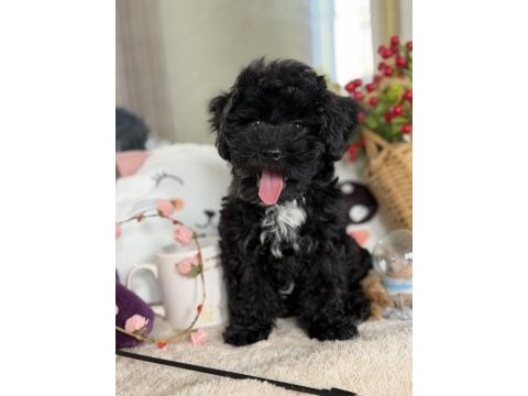 Siyah aşkına mükemmel erkek köpeğimiz