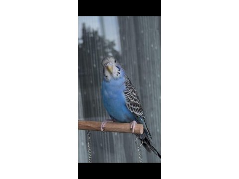 Çocuklar için sağlıklı tertemiz muhabbet kuşları