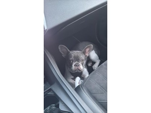 8 aylık dişi french bulldog