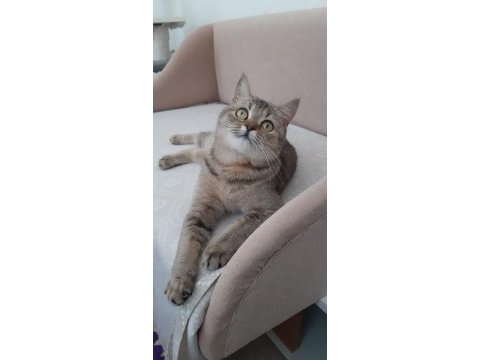 British shorthair evcilmen yavrumuz