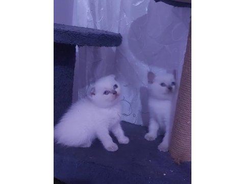 Kalıte bızde güven bizde showroom cins kediler