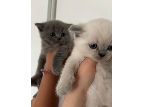 45 günlük teslime hazır british shorthair yavrular