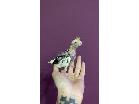 El besleme full evcil sultan papağanı bebekleri