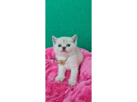 Bluepoint british shorthair