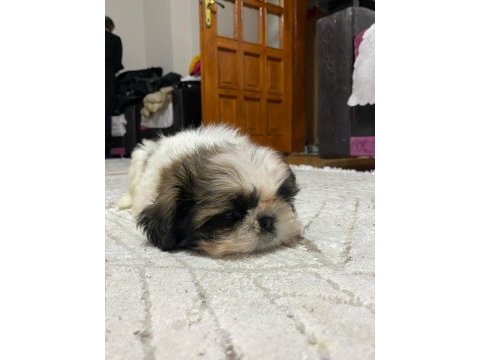 Yavru şitsu köpeği