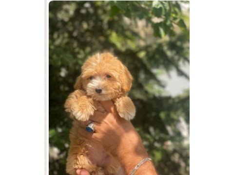 Güzel maltipoo bebekler yeni yuvalarını arıyor