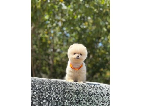 Safkan a class ayıcık pomeranian boo bebekler