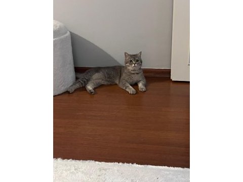 İyi huylu mochi kedimiz