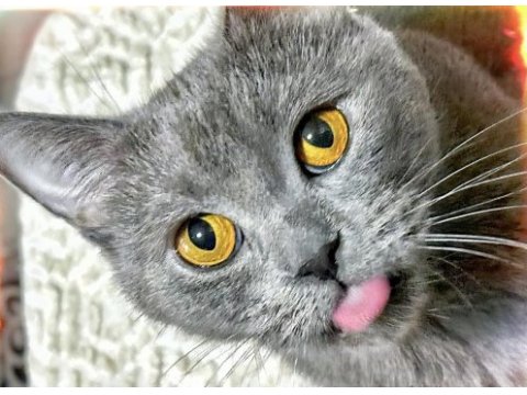 British shorthair cinsi kedimi sahiplendirmek istiyorum