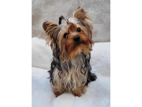 Mini yorki yavrular