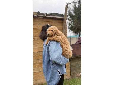 Dev poodle yavrularımız yeni ailelerini bekliyor