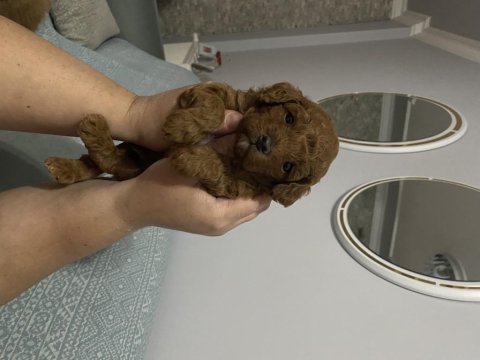 Dünyalar tatlısı toy poodle