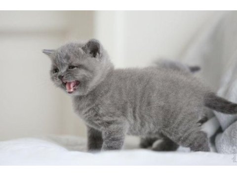 A+ a62 orjinal british shorthair yavrularımız hazır