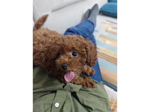 Toy poodle kore