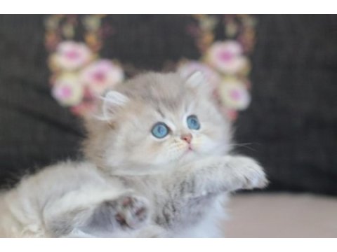 Safkan british longhair yavru kediler