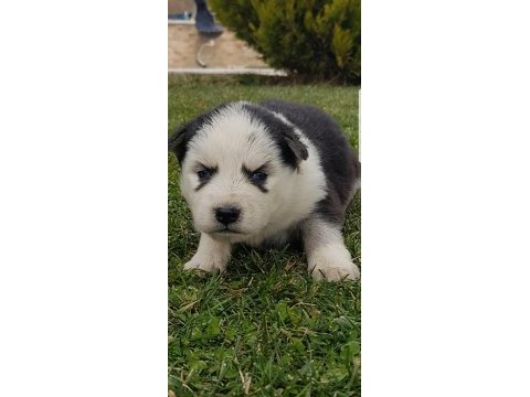 Maviş gözlü safkan husky minikler