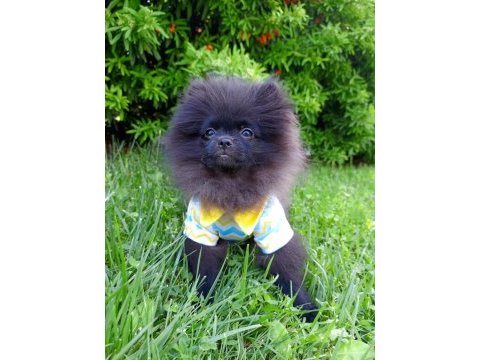 Nadir bulunan siyah pomeranian