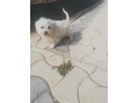 Sus köpeği