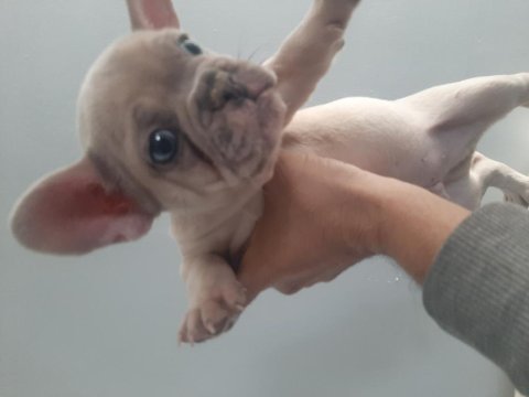 French bulldog erkek
