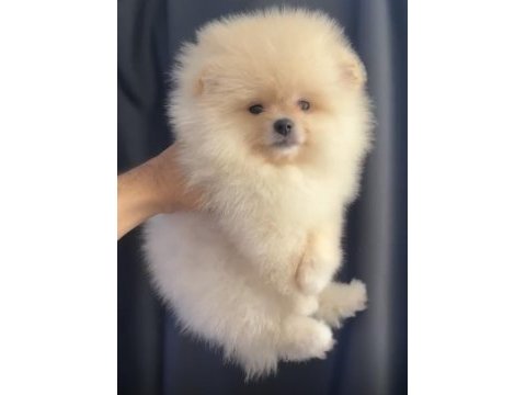 Krem renkli pomeranian yavru