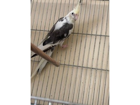 Albino erkek özel mutasyon wf dişi iki genç sultan