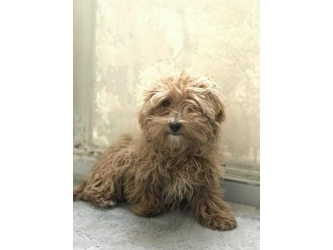5 aylık dişi poodle günü gelen aşıları yapıldı