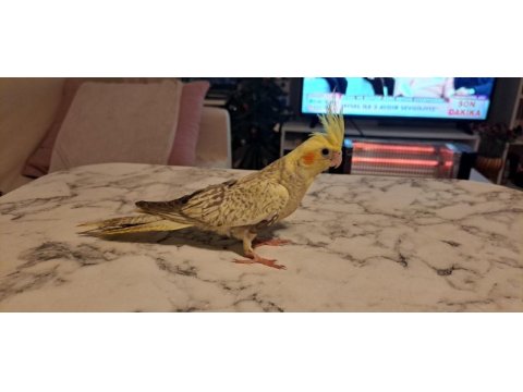 45 günlük sultan papağanı yavrusu