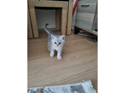 Dişi acil sahiplendirilecek kedimiz