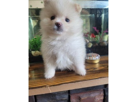 Ayı surat pomeranian bebekler