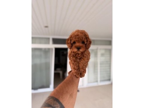 Mersin toy poodle orjinal yavrular