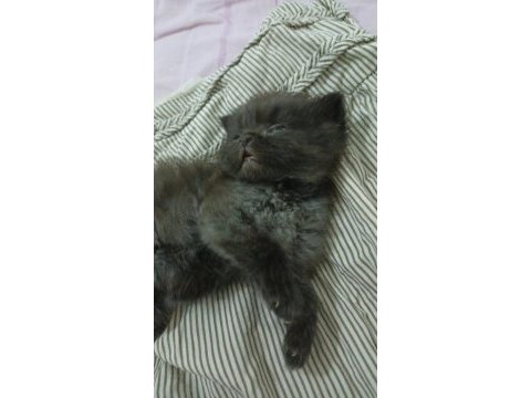 Scottish fold longhair kedi bir buçuk aylık