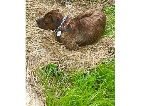 Cane corso brindle (havlamaz ve koruma eğitimli)
