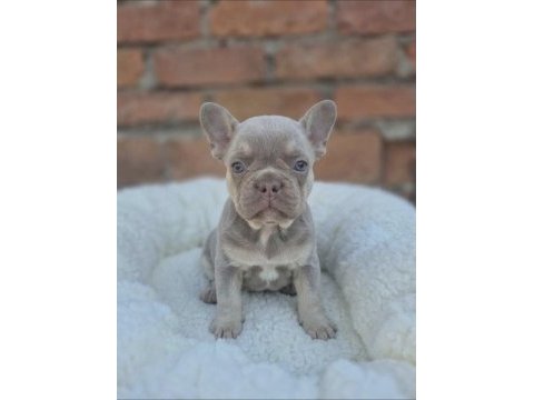 Prens ve prenses french bulldog köpekler