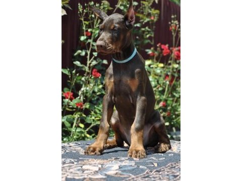 Kızıl doberman sevenlere