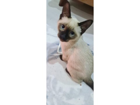 3 aylık yavru siyam kedisi