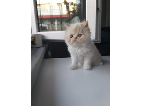 Evimizin iran kedisi bebekleri